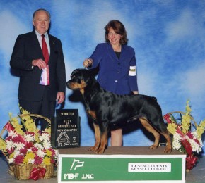 Rottweiler Brita show win