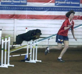 Brita running in an agility competition