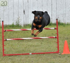 Brita jumping
