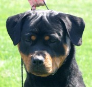 Rottweiler Maplemor’s Brooklyn v Evrmor - head study