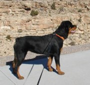 Rottweiler Maplemor’s Brooklyn v Evrmor - tracking in snow