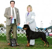 Rottweiler Maplemor’s Brooklyn v Evrmor - Best of Winners