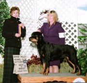 Rottweiler Maplemor’s Brooklyn v Evrmor - Best of Breed