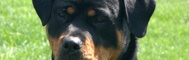 rottweiler Brooklyn head study
