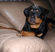 Rottweiler Maplemor’s Brooklyn v Evrmor - She IS a Princess