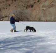 Rottweiler Maplemor’s Brooklyn v Evrmor - tracking in snow