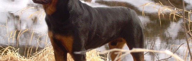 Rottweiler Bruno in a candid pose