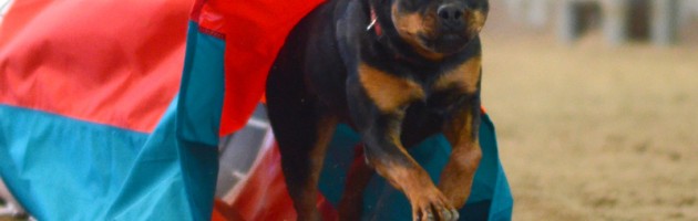 Rottweiler Clipper is cleared for take off in an agility competition - photo credit Ken Gee