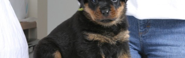 rottweiler puppy Dutchess