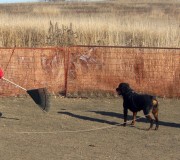 Rottweiler Hero learning to work sheep