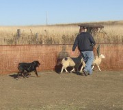 rottweiler Hero working sheep
