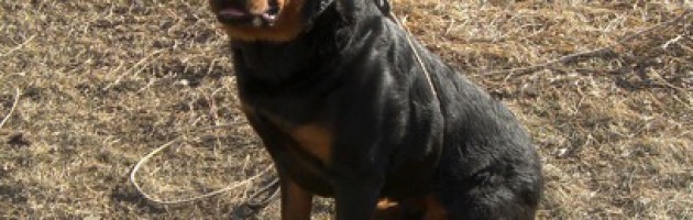 rottweiler | Quickfire's Captain America v Maplemor