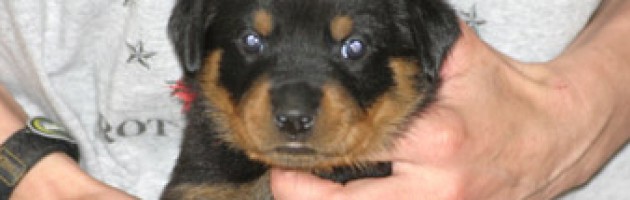 rottweiler - Evrmor's W Star Wars Princess Mplmor - Leia