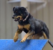 Rottweiler Maggie at 8 years young working on her MACH 5- photographer Ken Gee