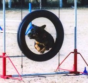 Rottweiler: MACH2 Maplemor Be Vewy Quiet V Evrmor TD NF (maggie)