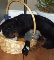 Rottweiler puppy Maverick having a snooze
