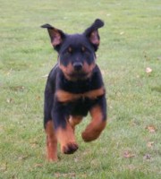 rottweiler puppy maverick