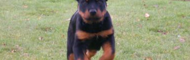 rottweiler puppy maverick