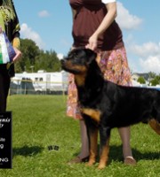 Rottweiler - Maverick - Quickfire's Cruz Missile v Maplemor