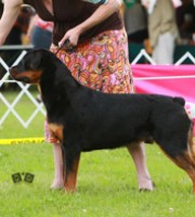 Rottweiler - Maverick - Quickfire's Cruz Missile v Maplemor