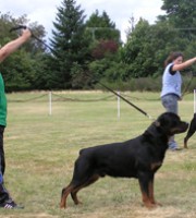 Rottweiler - Maverick - Quickfire's Cruz Missile v Maplemor