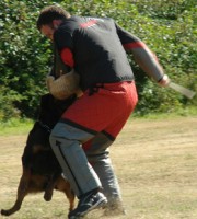 Rottweiler - Maverick - protection work