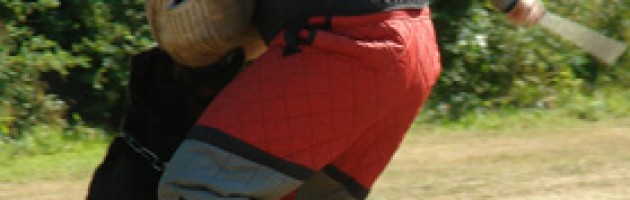 Rottweiler - Maverick - protection work