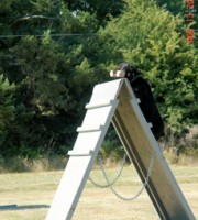 Rottweiler - Maverick - Takes the A frame in Shutzthund Obedience