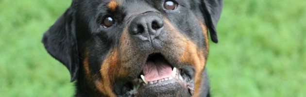 Rottweiler - Troy