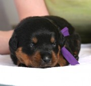 rottweiler puppy Vegas - Maplemor’s Dbl Down at Qkfire