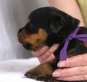 rottweiler puppy Vegas - Maplemor’s Dbl Down at Qkfire