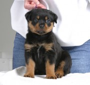 rottweiler puppy Vegas