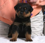 rottweiler puppy Vegas