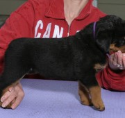 rottweiler puppy Vegas stacked