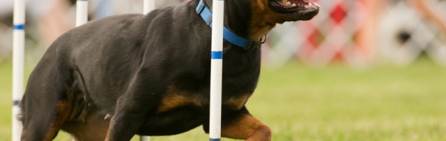 rottweiler agility - Vegas runs the weaves
