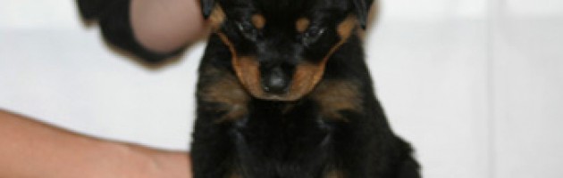 Rottweiler Puppy Wendy