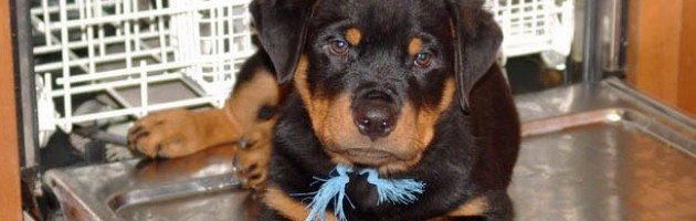 Rottweiler Puppy Wesley - hoping to help do a little prewash