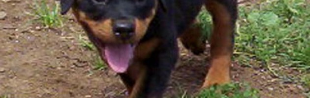 Rottweiler - Evrmor's Westwind v Maplemor