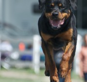 Athena on the dog walk - photo courtesy of Randy Gaines