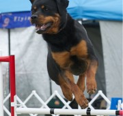 Rottweiler athlete Athena - nothing but air - photo courtesy of Randy Gaines