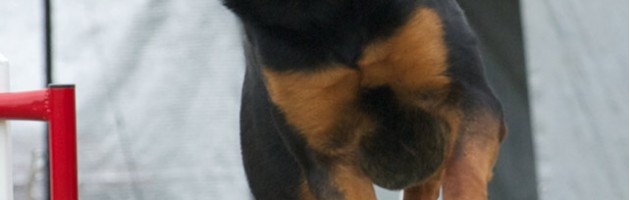 Rottweiler athlete Athena - nothing but air - photo courtesy of Randy Gaines