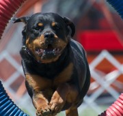 Athena tire jump - photo courtesy of Randy Gaines