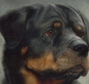Rottweiler Foundation Bitch - Quantum