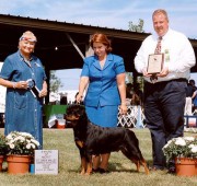 Rottweiler bitch Quantum earns an Award of Merit