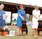 Rottweiler bitch Quantum earns another Award of Merit