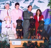 Quantum wins the brood bitch class at the Mile High Rottweiler Specialty