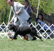 Quantum shown gaiting