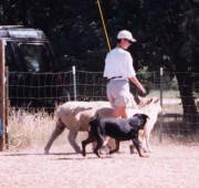 rottweiler Quantum herding sheep