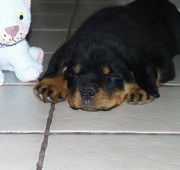 Rottweiler Puppy Quantum sleeping