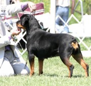 Rottweiler bitch Quantum - stacked